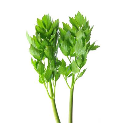 Teinture mère ou extrait de plantes Levisticum Officinale-Livèche BIO