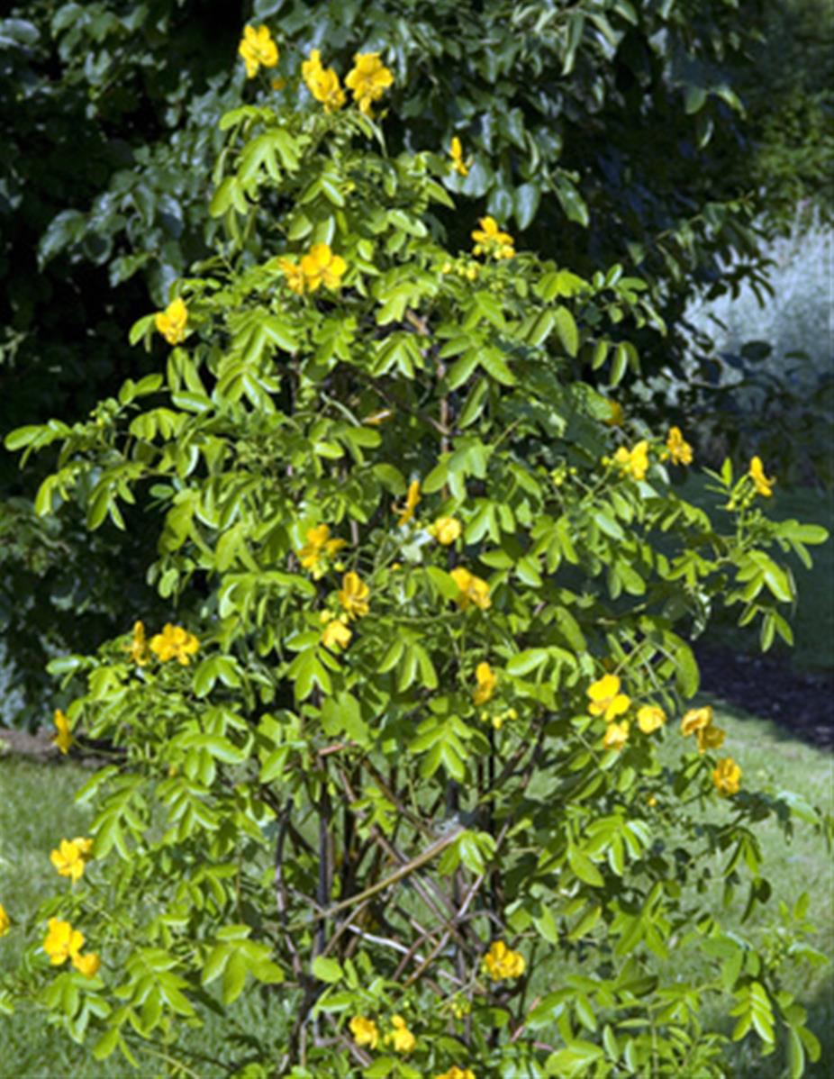 Séné (Cassia Angustifolia)