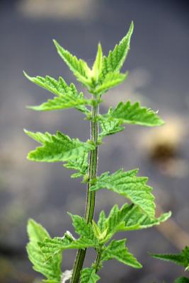 Teinture mère ou extrait de plantes Lycopus europaeus-Lycopode d'Europe BIO