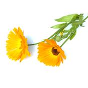 Teinture mère ou extrait de plantes Calendula Officinalis-Souci des jardins BIO