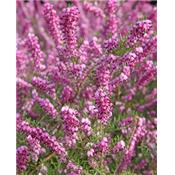 Teinture mère ou extrait de plantes Erica Cinerea-Bruyère cendrée BIO