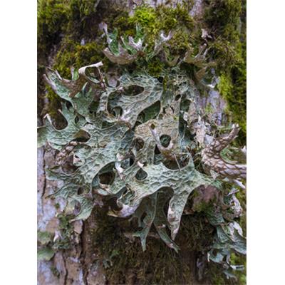 Teinture mère ou extrait de plantes Cetraria Islandica-Lichen d'Islande BIO