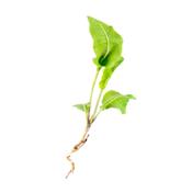 Teinture mère ou extrait de plantes Cochlearia Armoracia-Raifort sauvage BIO