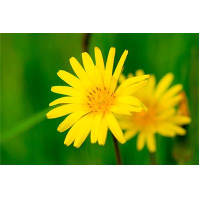 Teinture mère ou extrait de plantes Tragopogon Pratensis-Salsifis des Prés BIO