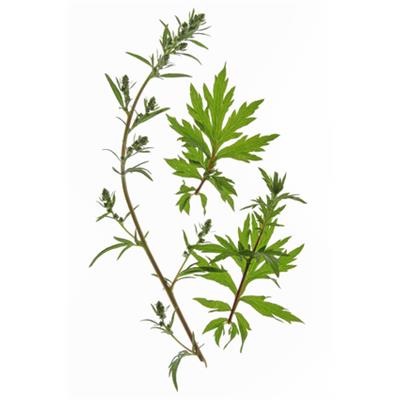 Teinture mère ou extrait de plantes Artemisia vulgaris-Armoise vulgaire BIO