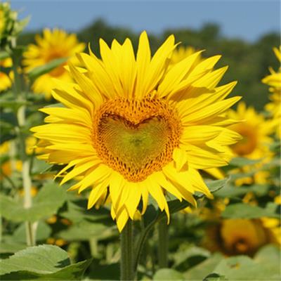 Teinture mère ou extrait de plantes Helianthus Annuus-Tournesol Gd soleil BIO