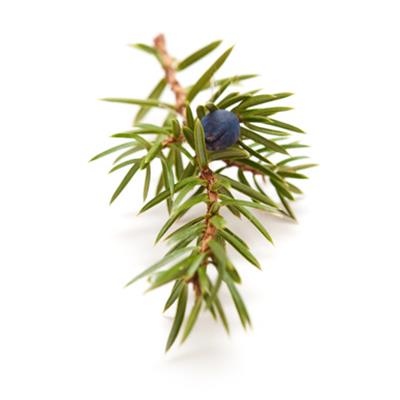 Teinture mère ou extrait de plantes Juniperus Communis-Genevrier commun BIO