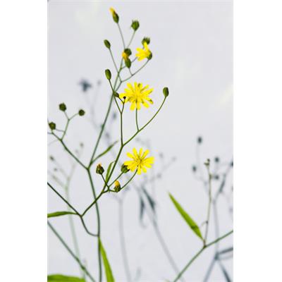 Teinture mère ou extrait de plantes Lampsana Communis-Lampsane commune BIO