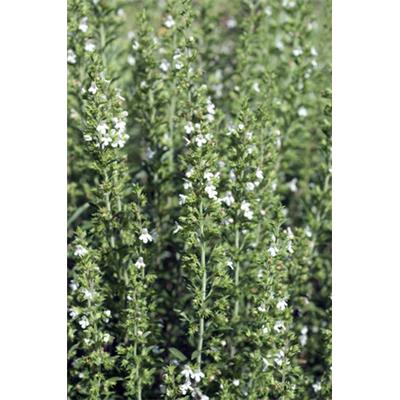 Teinture mère ou extrait de plantes Satureia Montana-Sarriette des montagnes BIO
