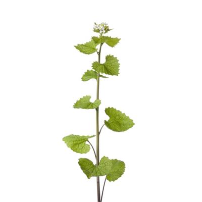 Teinture mère ou extrait de plantes Alliaria Officinalis-Alliaire officinale BIO