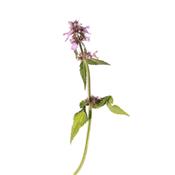Teinture mère ou extrait de plantes Betonica Officinalis-Bétoine officinale BIO