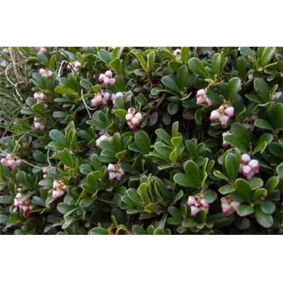 Teinture mère ou extrait de plantes Arctostaphylos Uva Ursi-Busserole BIO 60 ml