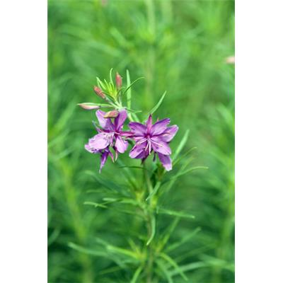 Teinture mère ou extrait de plantes Epilobium Palustre-Epilobe des marais BIO 