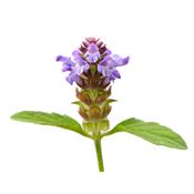 Teinture mère ou extrait de plantes Prunella Vulgaris-Brunelle vulgaire BIO