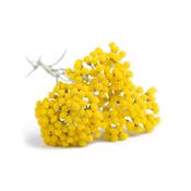 Huile essentielle Immortelle BIO-Helichrysum italicum ssp radiata BIO