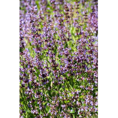 Teinture mère ou extrait de plantes Salvia Officinalis-Sauge officinale BIO