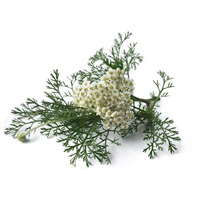 Teinture mère ou extrait de plantes Achillea Millefolium-Achillée millefeuille BIO