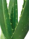 Gel d'Aloe vera