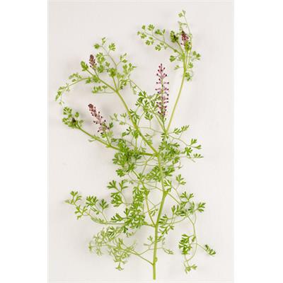 Teinture mère ou extrait de plantes Fumaria Officinalis-Fumeterre officinal BIO