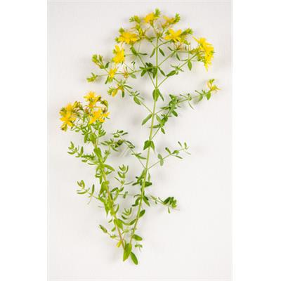 Teinture mère ou extrait de plantes Hypericum Perforatum-Millepertuis officinal BIO