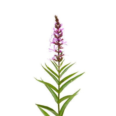 Teinture mère ou extrait de plantes Lythrum Salicaria-Salicaire BIO