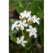 Teinture mère ou extrait de plantes Menyanthes Trifoliata-Menyanthe trèfle d'eau BIO