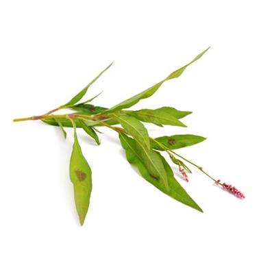 Teinture mère ou extrait de plantes Polygonum Persicaria-Renouée persicaire BIO