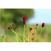 Teinture mère ou extrait de plantes Sanguisorba Officinalis-Sanguisorbe officinale BIO