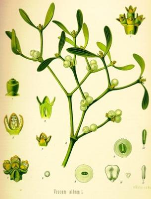 Gui - Viscum album L.