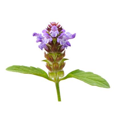 Teinture mère ou extrait de plantes Prunella Vulgaris-Brunelle vulgaire BIO