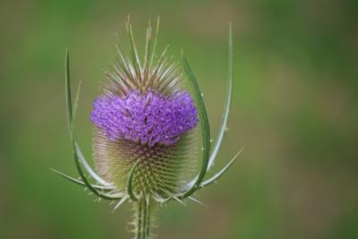 Teinture mère ou extrait de plantes Dipsacus fullonum - Cardère à foulon BIO