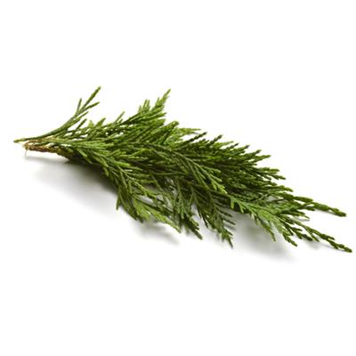 Teinture mère ou extrait de plantes Cupressus Sempervirens-Cyprès toujours vert BIO