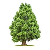 Macérat glycériné de bourgeons Sequoia Gigantea-Séquoïa BIO