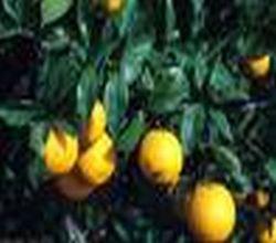 Huile essentielle Orange douce (zeste) BIO-Citrus sinensis dulcis BIO