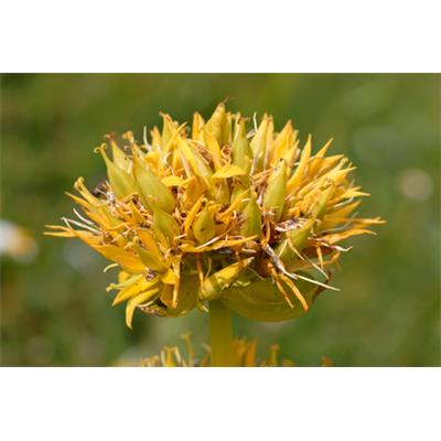 Teinture mère ou extrait de plantes Gentiana Lutea-Gentiane grande jaune BIO
