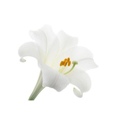 Teinture mère ou extrait de plantes Lilium Album-Lis blanc BIO
