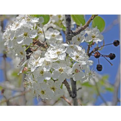 Teinture mère ou extrait de plantes Cerasus Vulgaris-Cerisier commun BIO