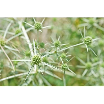 Teinture mère ou extrait de plantes Eryngium Campestre-Chardon rolland BIO