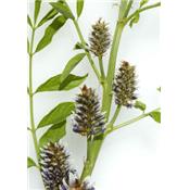 Teinture mère ou extrait de plantes Glycyrrhiza Glabra-Réglisse BIO