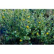 Teinture mère ou extrait de plantes Grindelia Robusta-Grindélia BIO