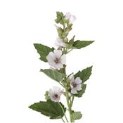 Teinture mère ou extrait de plantes Althaea Officinalis-Guimauve officinale BIO
