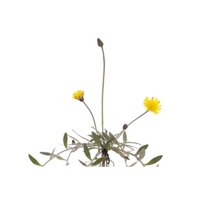 Teinture mère ou extrait de plantes Hieracium Pilosella-Piloselle épervière BIO