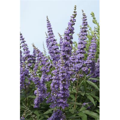 Teinture mère ou extrait de plantes Vitex Agnus Castus-Gattilier BIO