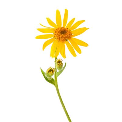 Teinture mère ou extrait de plantes Arnica Montana-Arnique des montagnes BIO