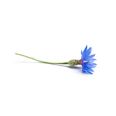 Teinture mère ou extrait de plantes Centaurea Cyanus-Bleuet BIO