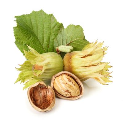 Teinture mère ou extrait de plantes Corylus Avellana-Noisetier courdier BIO