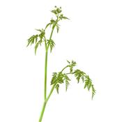 Teinture mère ou extrait de plantes Carum Carvi-Cumin des Prés BIO