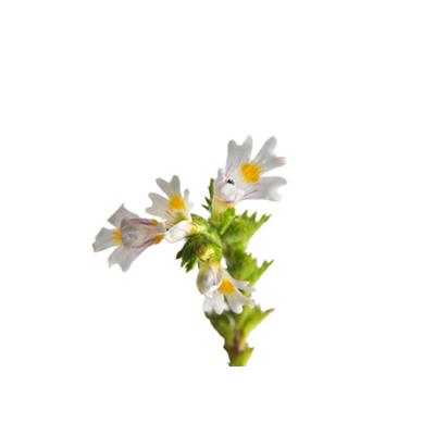 Teinture mère ou extrait de plantes Euphrasia Officinalis-Euphraise officinale BIO