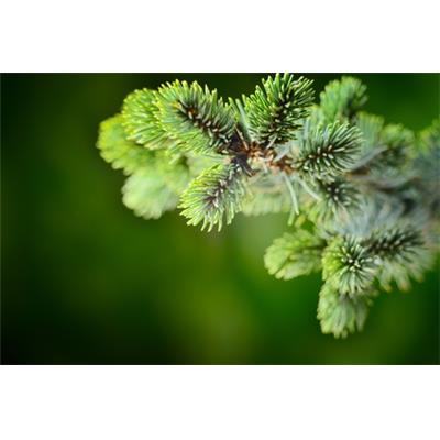 Macérat glycériné de bourgeons Abies Pectinata-Sapin pectine BIO