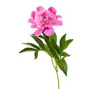 Teinture mère ou extrait de plantes Paeonia Officinalis-Pivoine officinale BIO